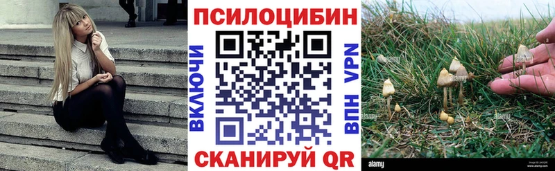 Псилоцибиновые грибы Psilocybe  купить  сайты  Ноябрьск 